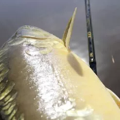 Browning 3,90m 13' Black Magic® CFX Match H Werpgewicht: 35g / 3-8lbs -Exporteren Hengels winkel 12202391 D7 scaled 1